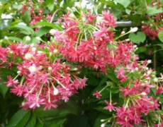 每日聖女大德蘭金句