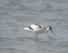 每日聖女大德蘭金句