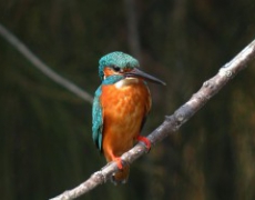 每日聖女大德蘭金句