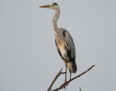 每日聖女大德蘭金句