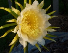 每日聖女大德蘭金句